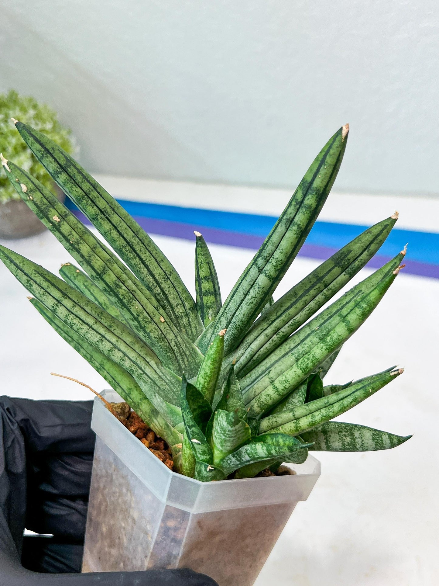 Sansevieria Zebra Tail (#AC19) | Imported Snake Plant