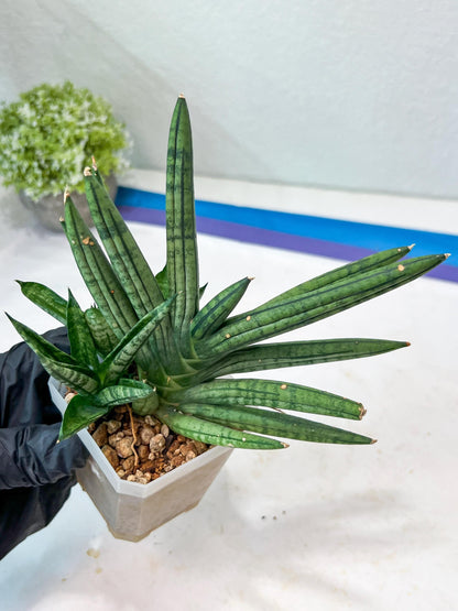 Sansevieria Zebra Tail (#AC19) | Imported Snake Plant
