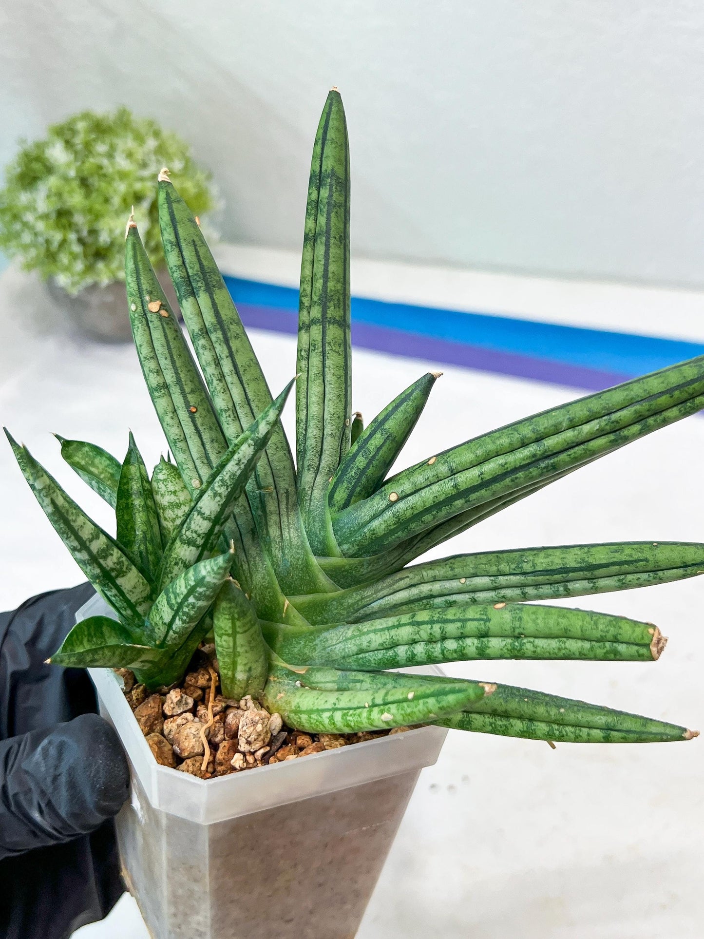 Sansevieria Zebra Tail (#AC19) | Imported Snake Plant