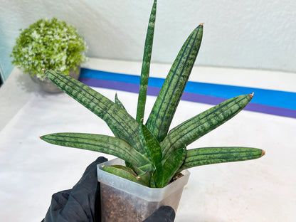 Sansevieria Rocker (#AC20) | Rare Imported House Plants