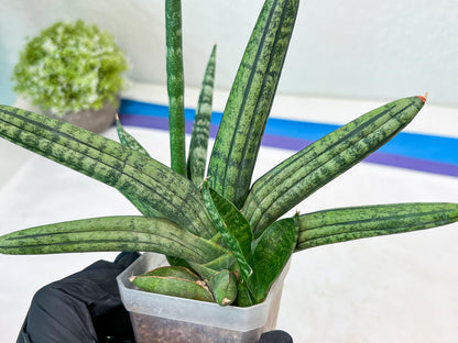 Sansevieria Rocker (#AC20) | Rare Imported House Plants