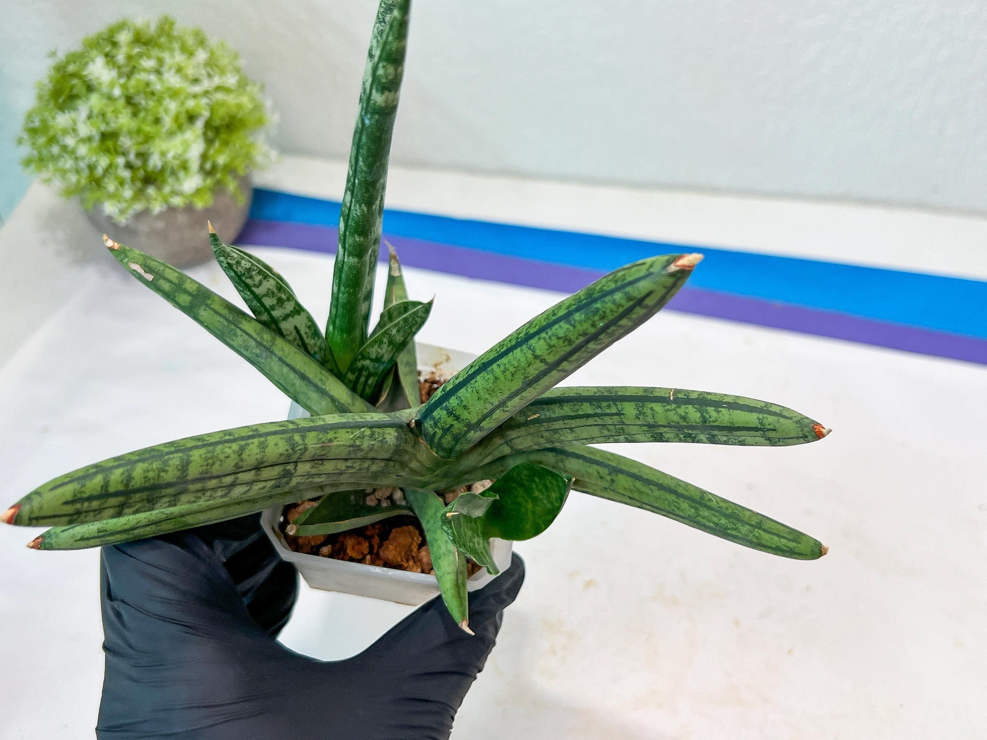 Sansevieria Rocker (#AC20) | Rare Imported House Plants
