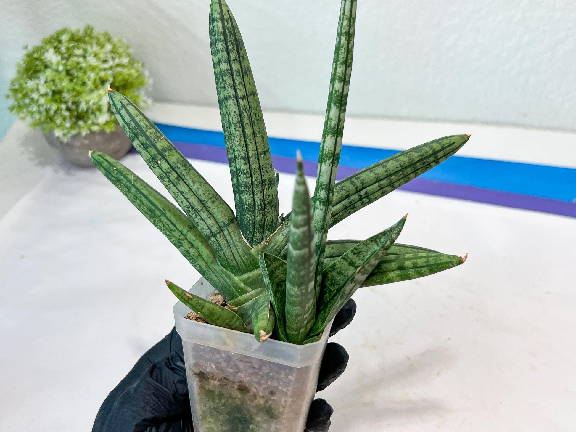 Sansevieria Rocker (#AC20) | Rare Imported House Plants