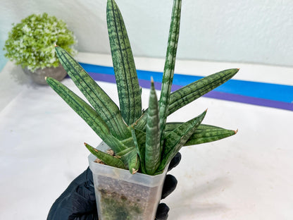 Sansevieria Rocker (#AC20) | Rare Imported House Plants
