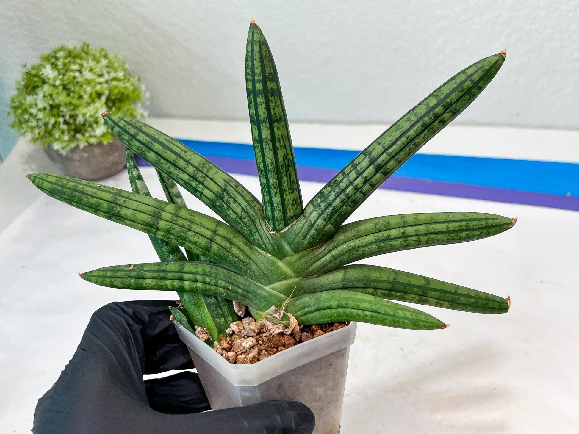 Sansevieria Rocker (#AC20) | Rare Imported House Plants