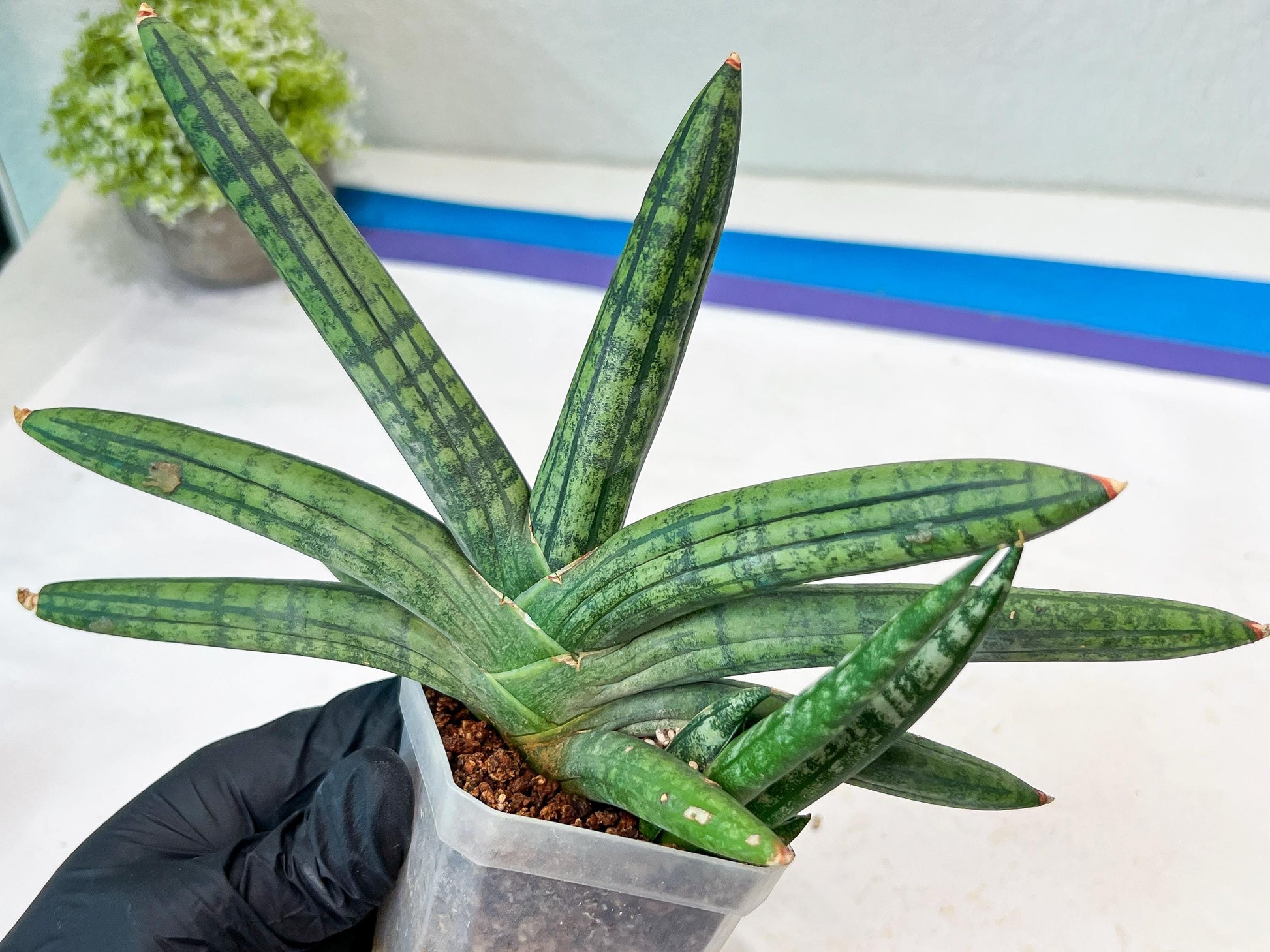 Sansevieria Rocker (#AC20) | Rare Imported House Plants
