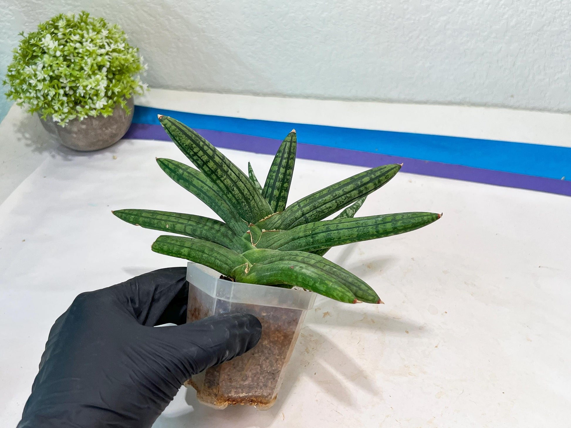 Sansevieria Rocker (#AC20) | Rare Imported House Plants