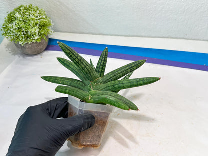 Sansevieria Rocker (#AC20) | Rare Imported House Plants