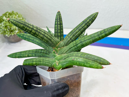 Sansevieria Rocker (#AC20) | Rare Imported House Plants