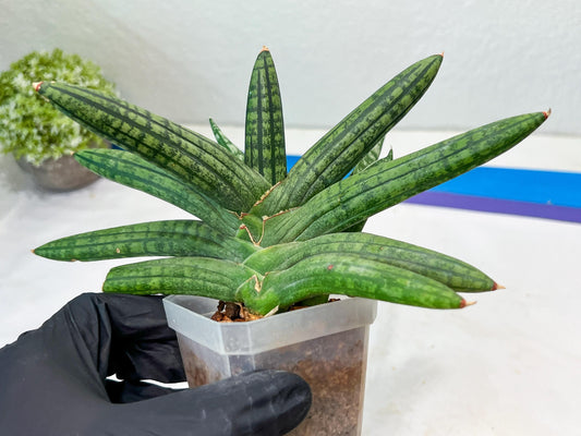 Sansevieria Rocker (#AC20) | Rare Imported House Plants