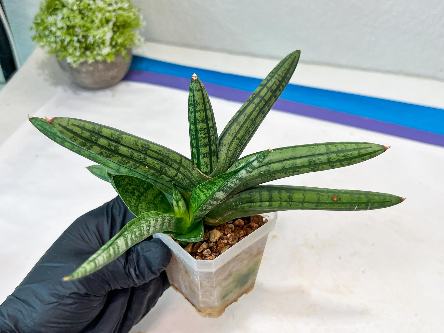 Sansevieria Rocker (#AC20) | Rare Imported House Plants