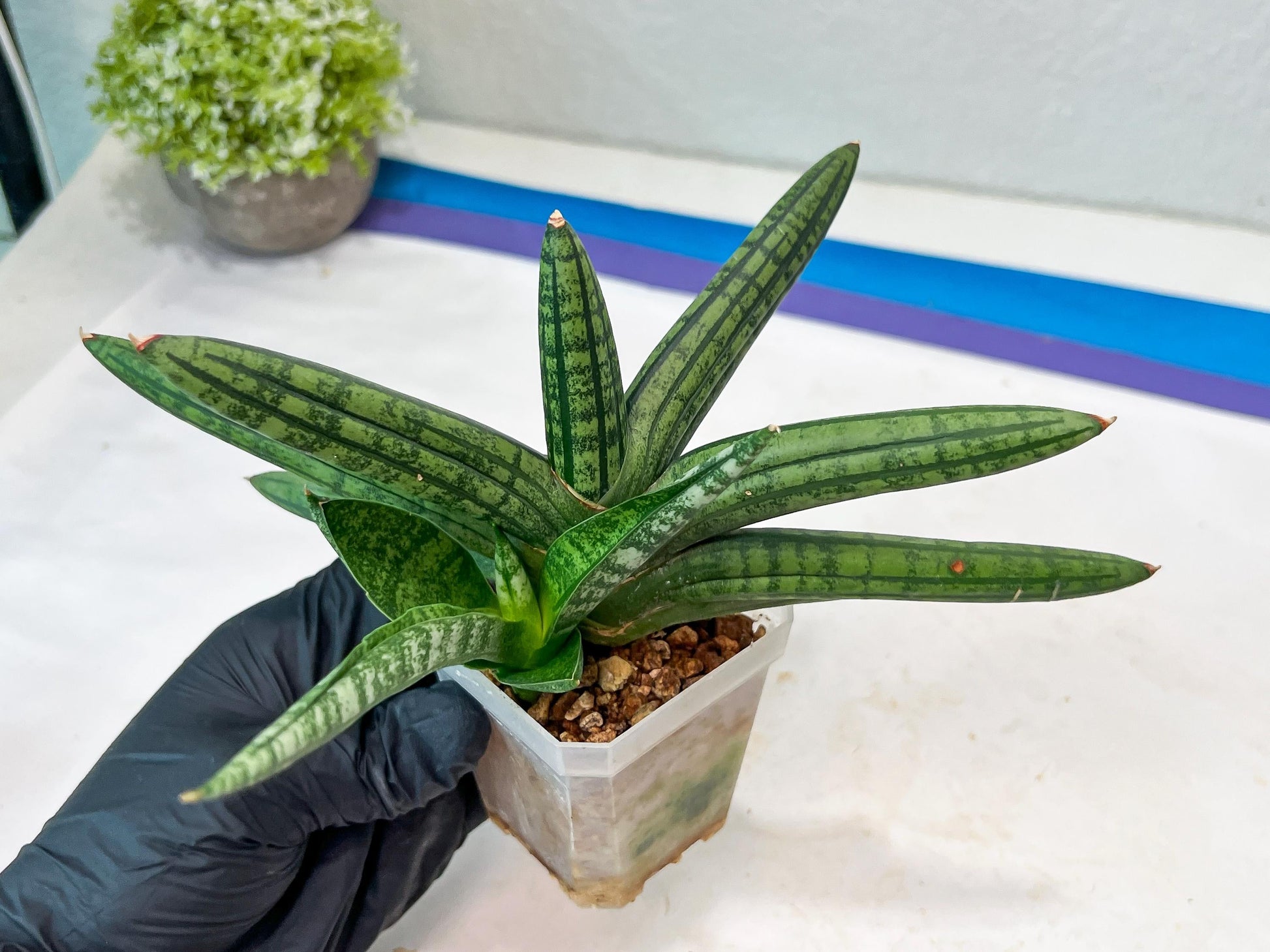 Sansevieria Rocker (#AC20) | Rare Imported House Plants