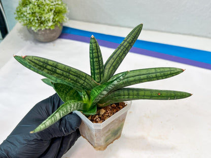 Sansevieria Rocker (#AC20) | Rare Imported House Plants