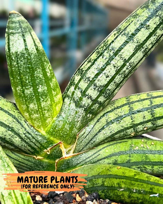 Sansevieria Rocker (#AC20) | Rare Imported House Plants