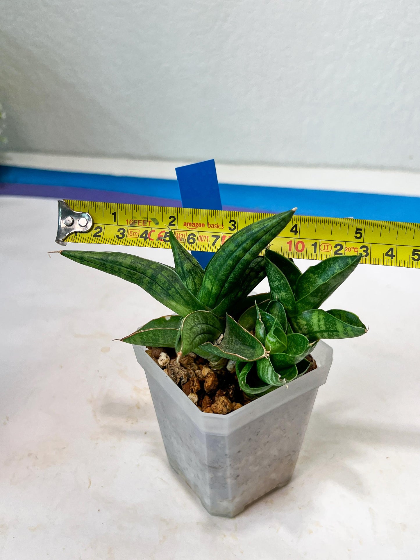 Sansevieria CH Tozlu (#AC21) | Imported Plants