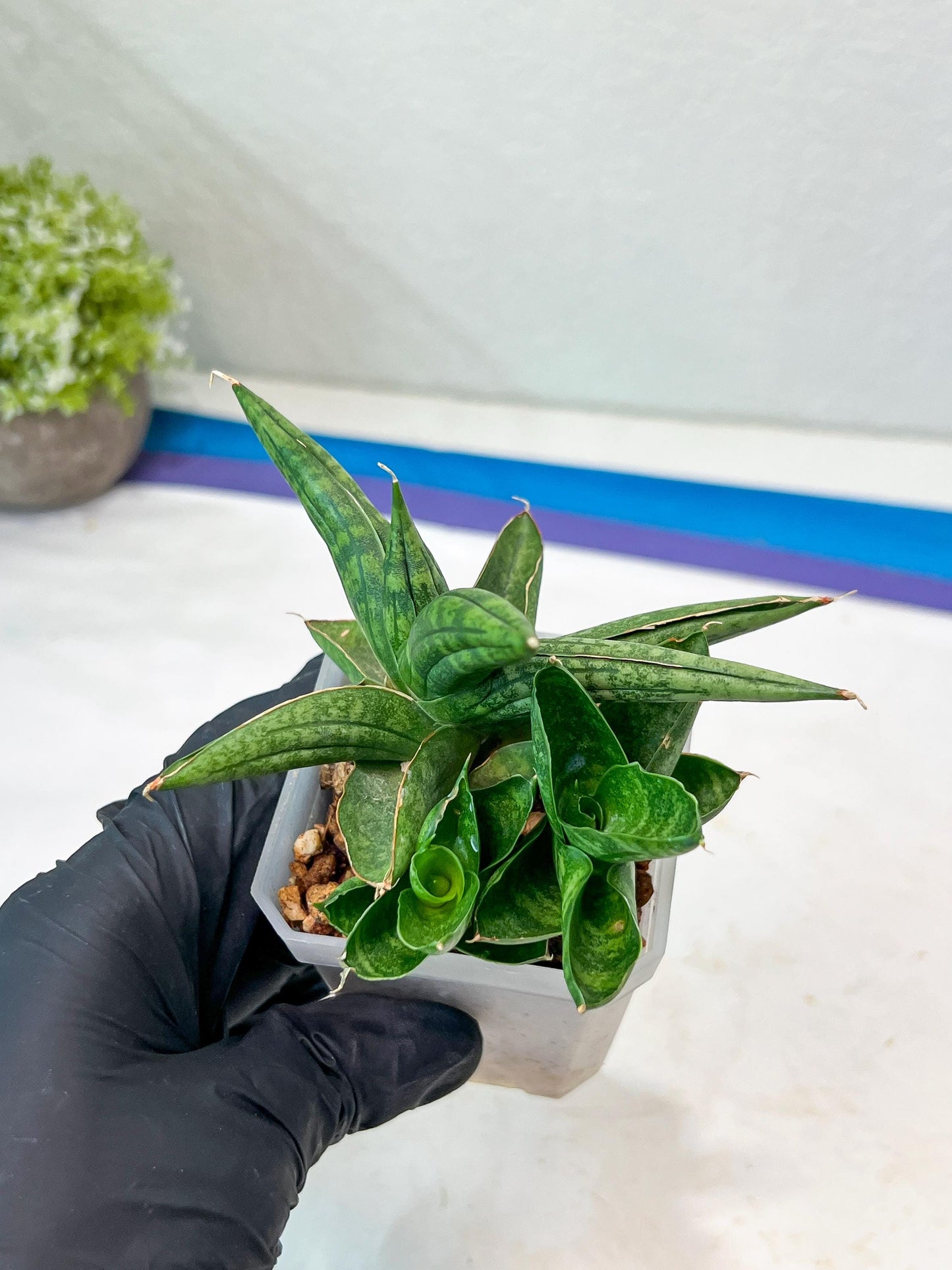 Sansevieria CH Tozlu (#AC21) | Imported Plants