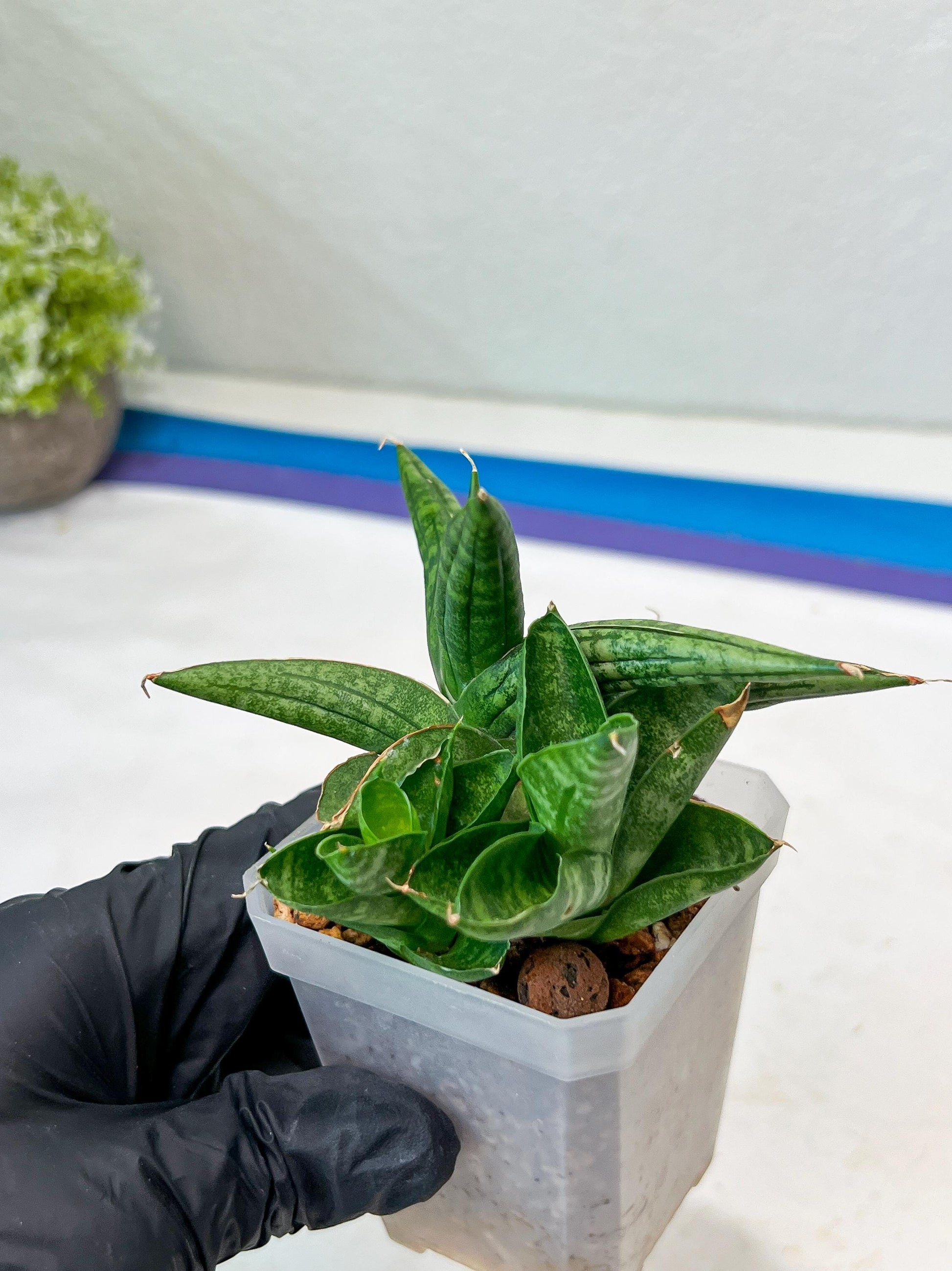 Sansevieria CH Tozlu (#AC21) | Imported Plants