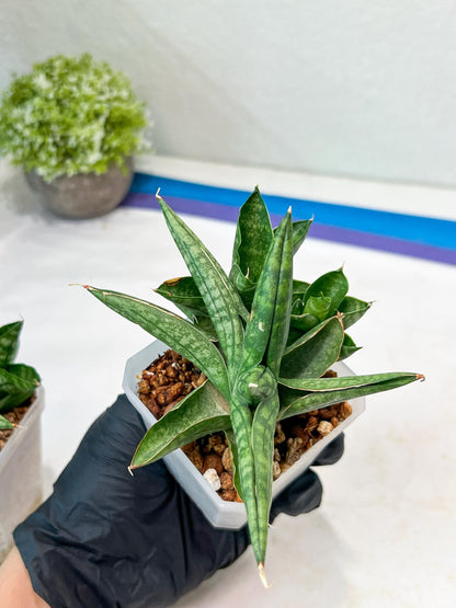 Sansevieria CH Tozlu (#AC21) | Imported Plants