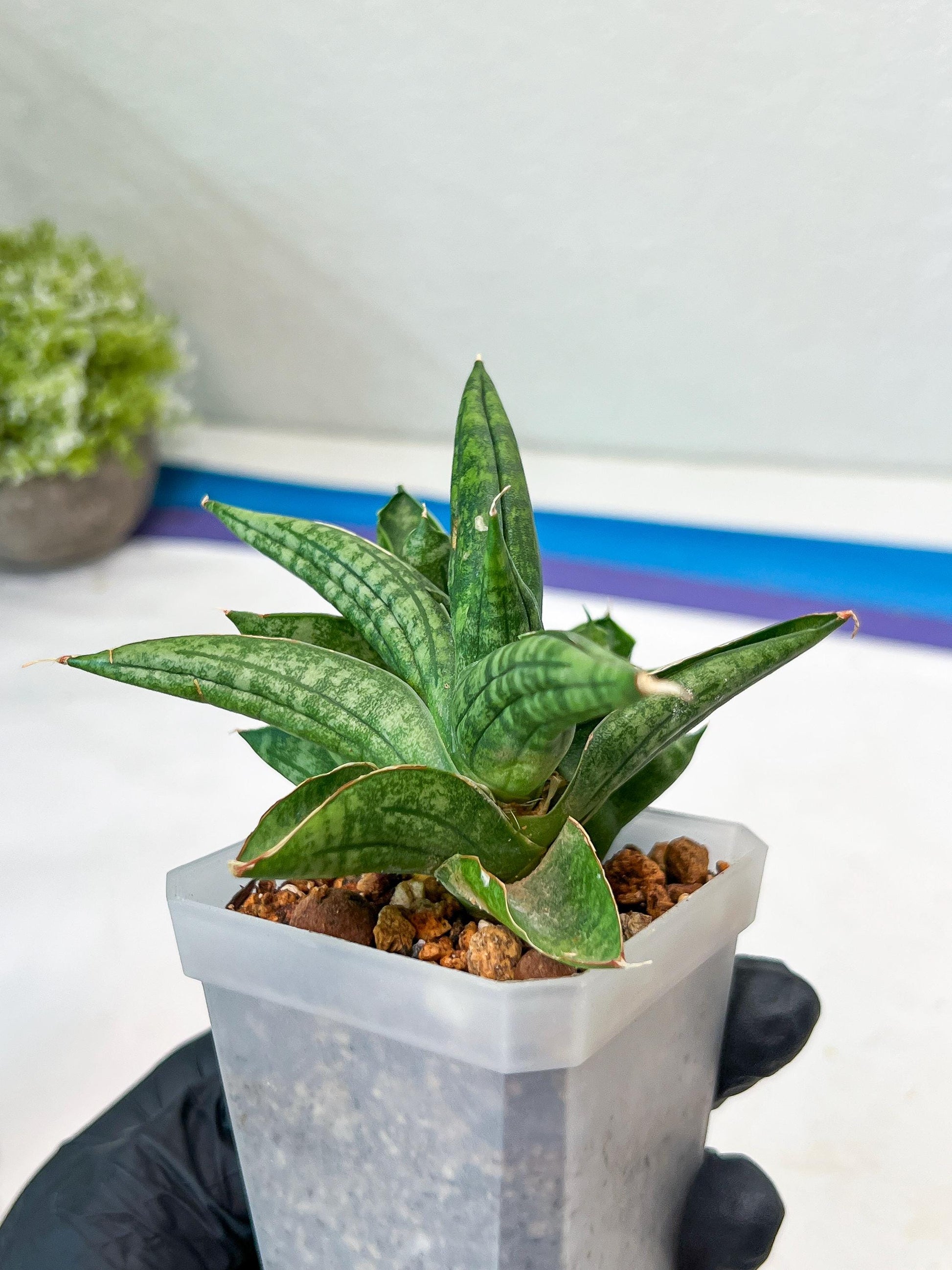 Sansevieria CH Tozlu (#AC21) | Imported Plants