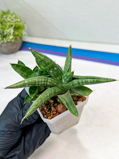 Sansevieria CH Tozlu (#AC21) | Imported Plants