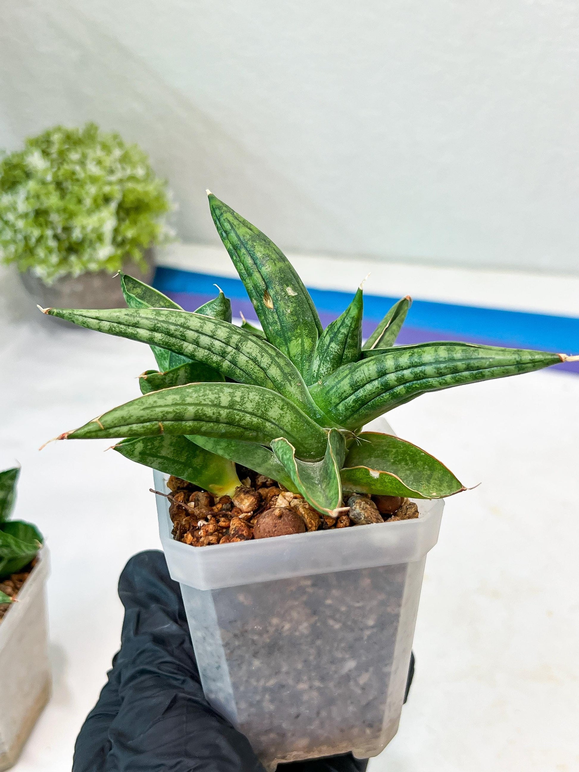 Sansevieria CH Tozlu (#AC21) | Imported Plants