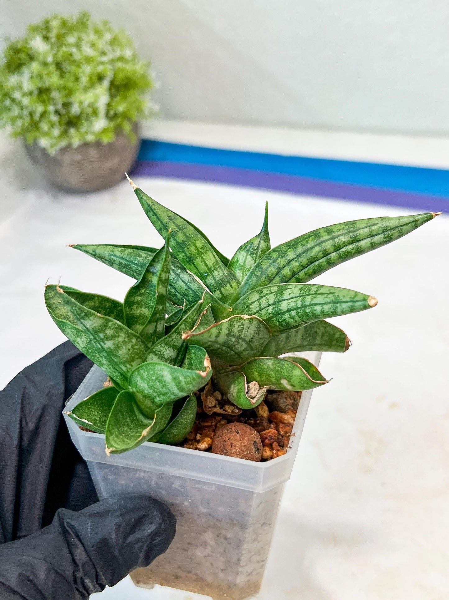 Sansevieria CH Tozlu (#AC21) | Imported Plants