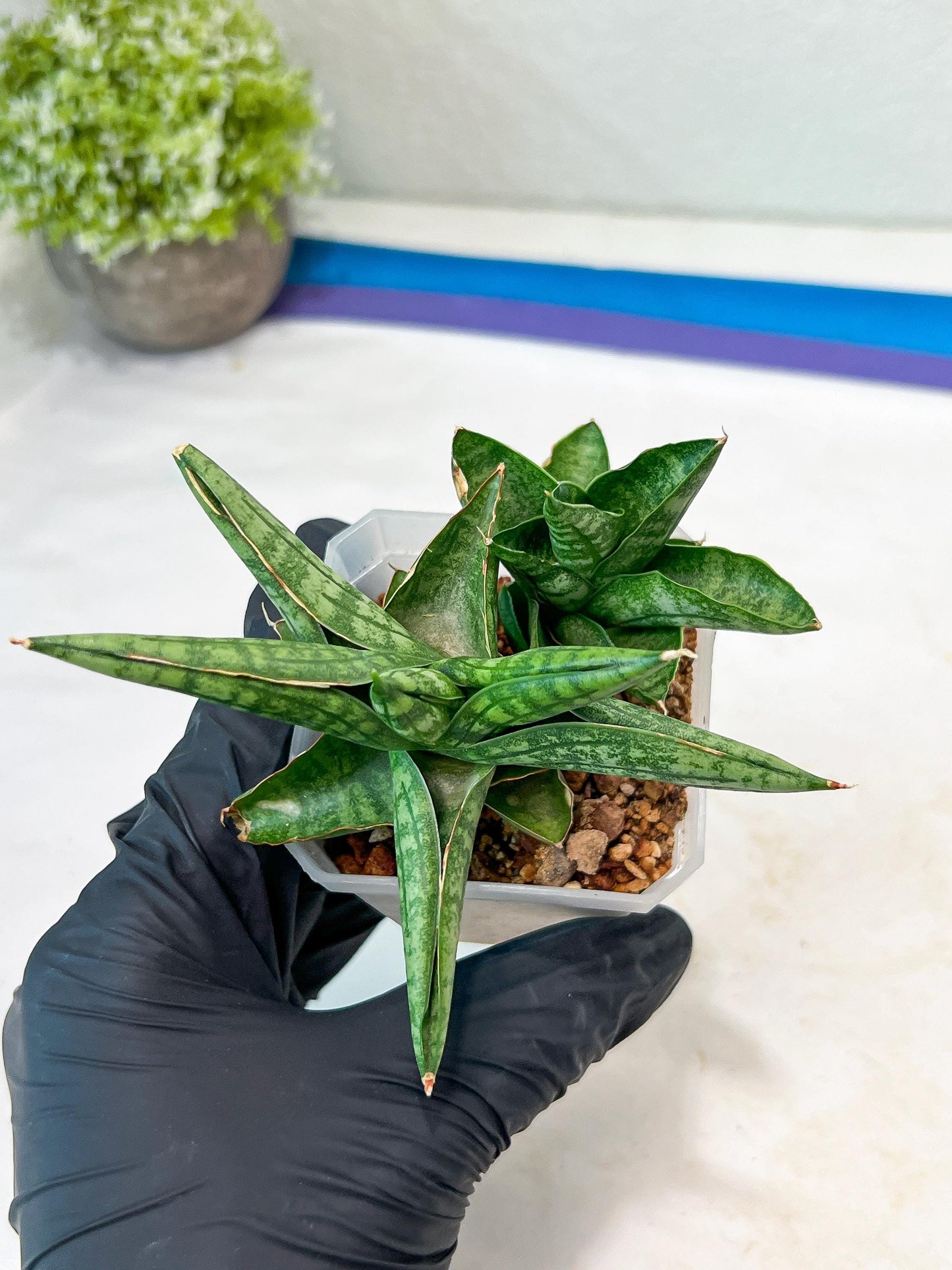 Sansevieria CH Tozlu (#AC21) | Imported Plants
