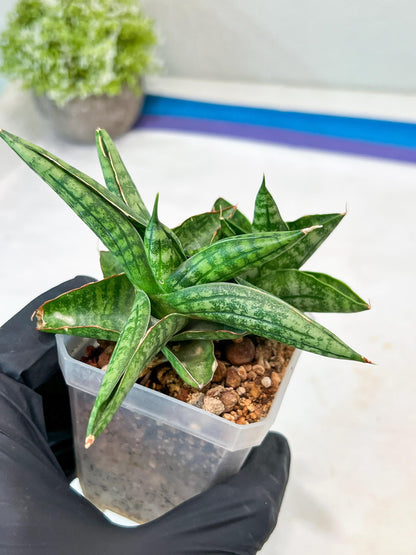 Sansevieria CH Tozlu (#AC21) | Imported Plants