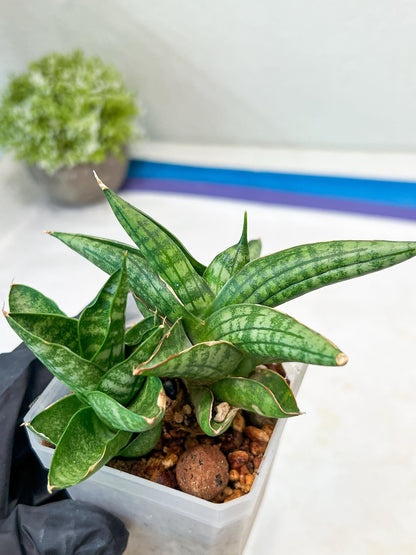 Sansevieria CH Tozlu (#AC21) | Imported Plants