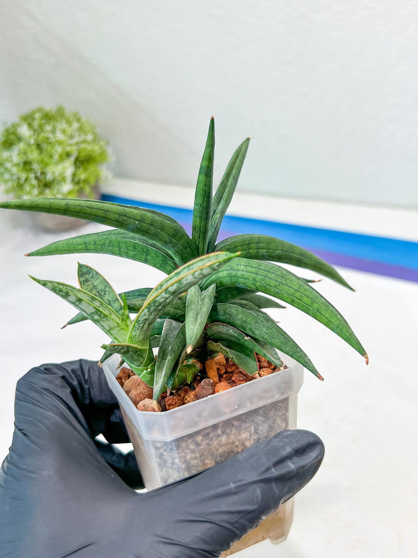 Sansevieria Thousand Blue (#AC26) | Rare Hybrids