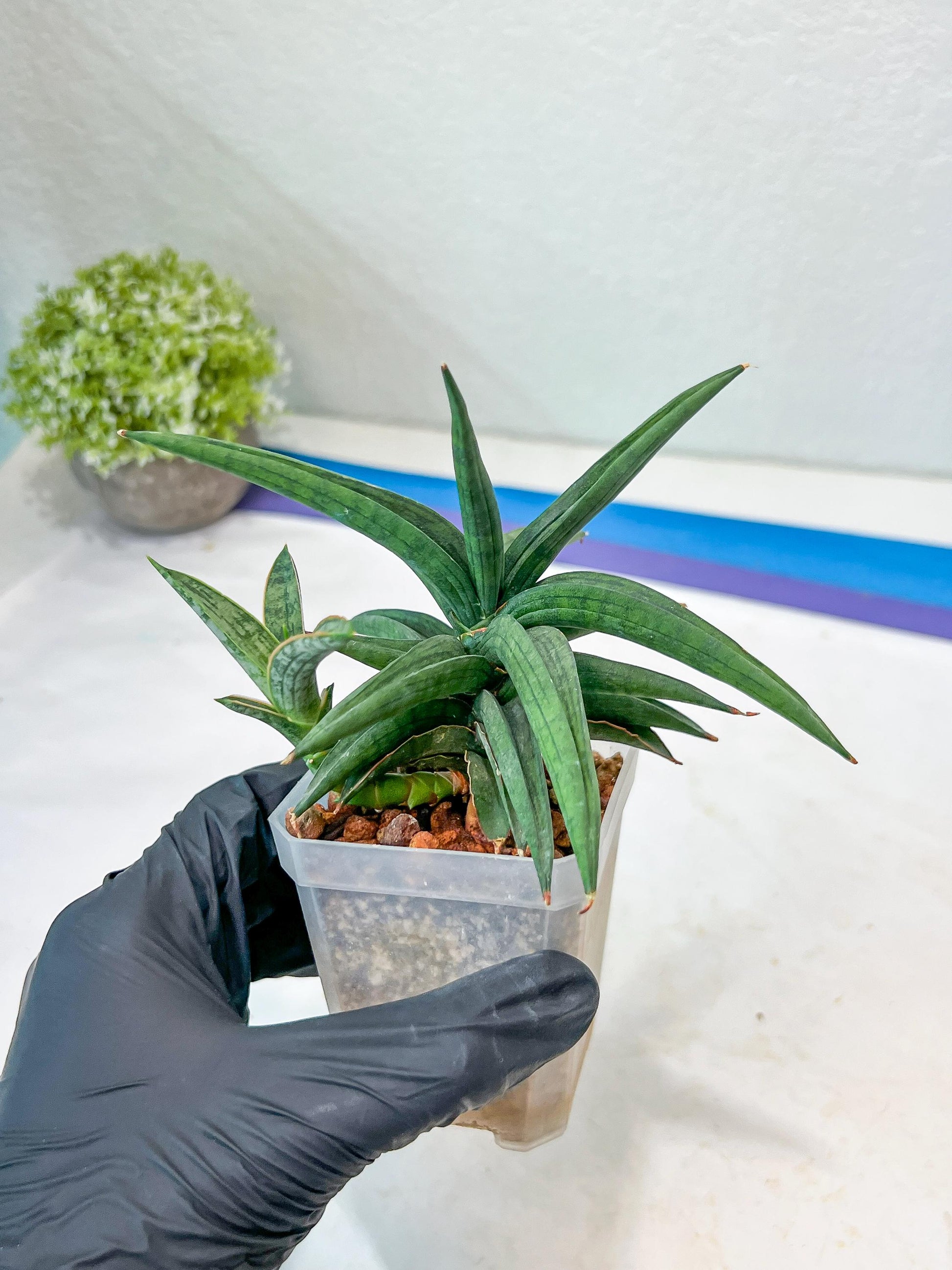 Sansevieria Thousand Blue (#AC26) | Rare Hybrids