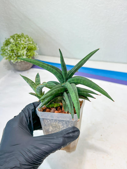 Sansevieria Thousand Blue (#AC26) | Rare Hybrids