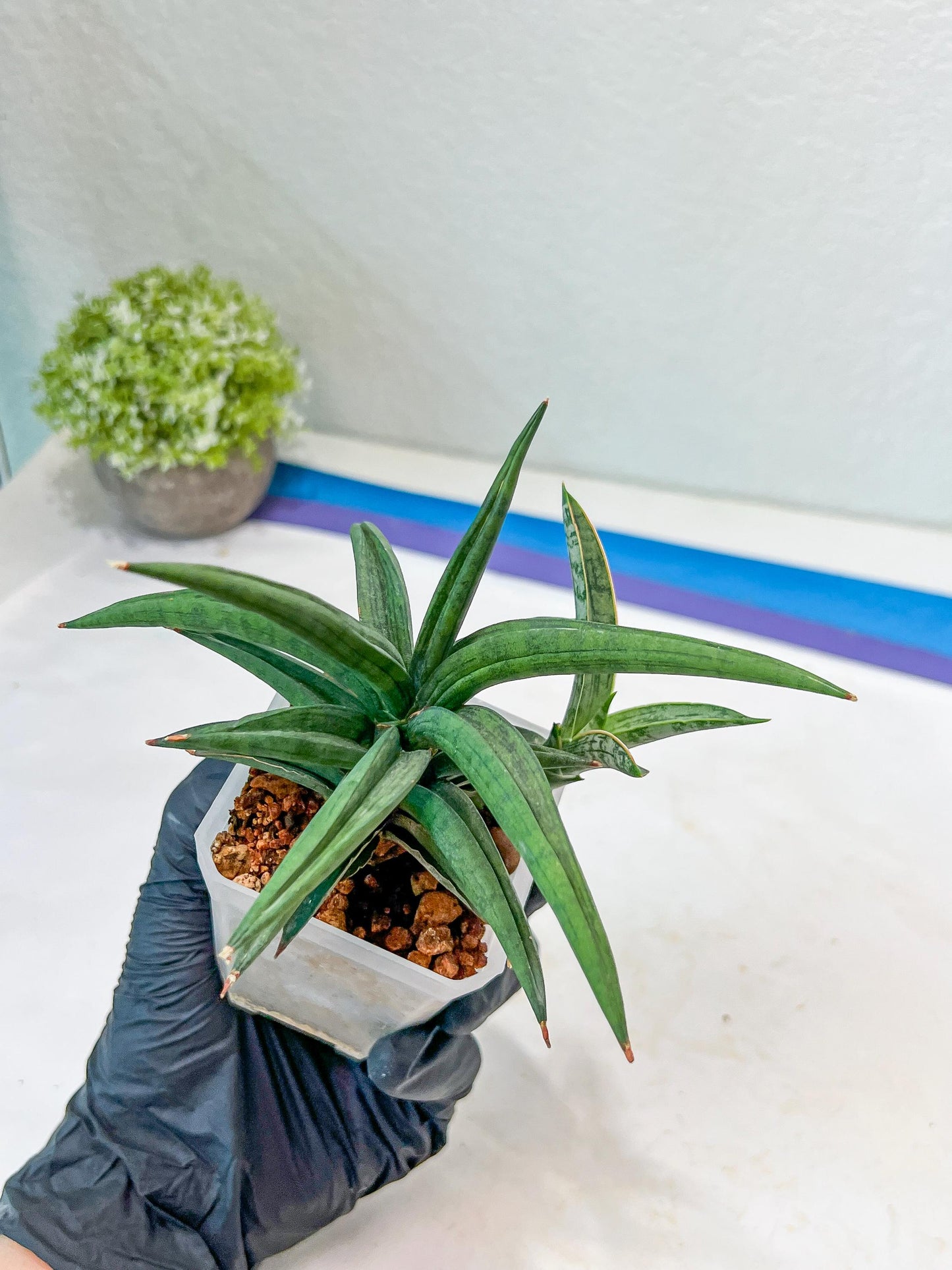 Sansevieria Thousand Blue (#AC26) | Rare Hybrids