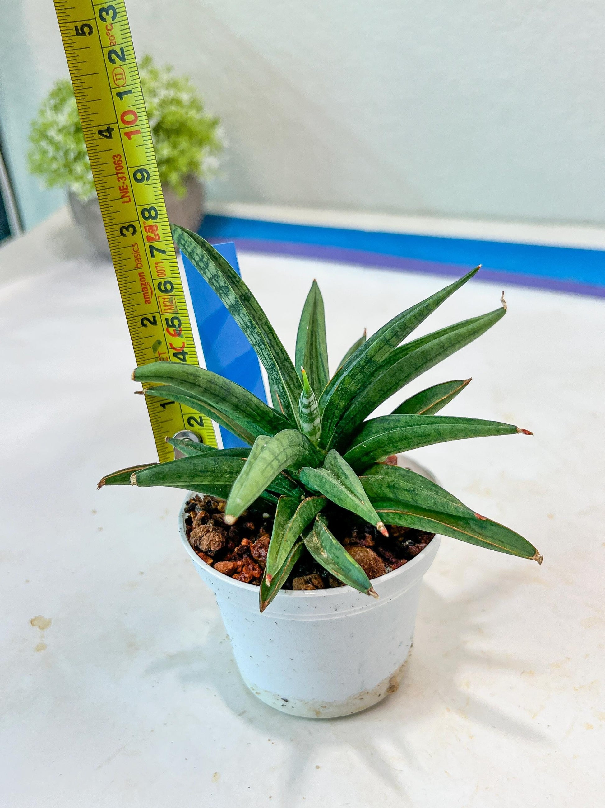Sansevieria Thousand Blue (#AC26) | Rare Hybrids