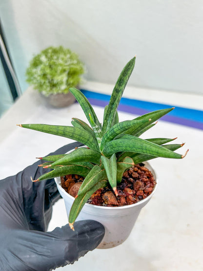 Sansevieria Thousand Blue (#AC26) | Rare Hybrids
