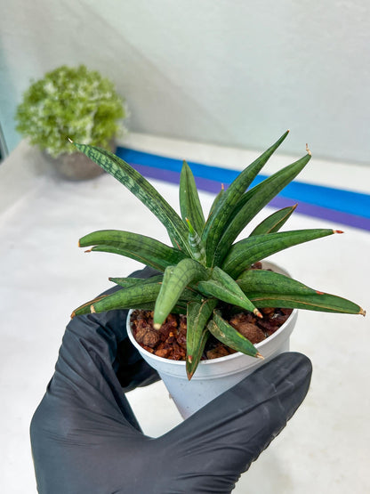 Sansevieria Thousand Blue (#AC26) | Rare Hybrids