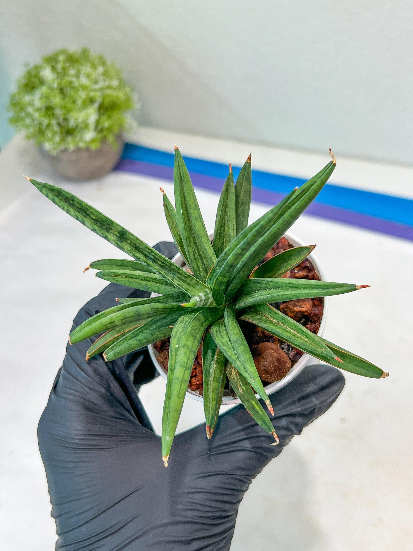 Sansevieria Thousand Blue (#AC26) | Rare Hybrids