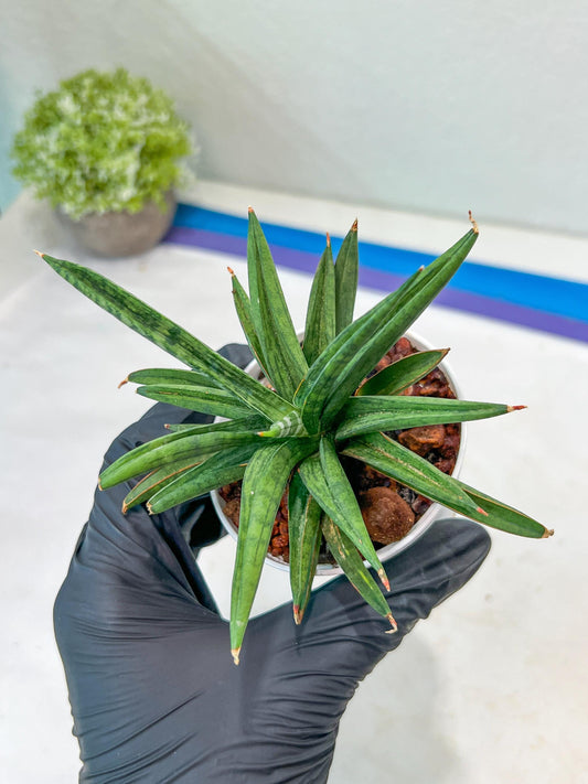 Sansevieria Thousand Blue (#AC26) | Rare Hybrids