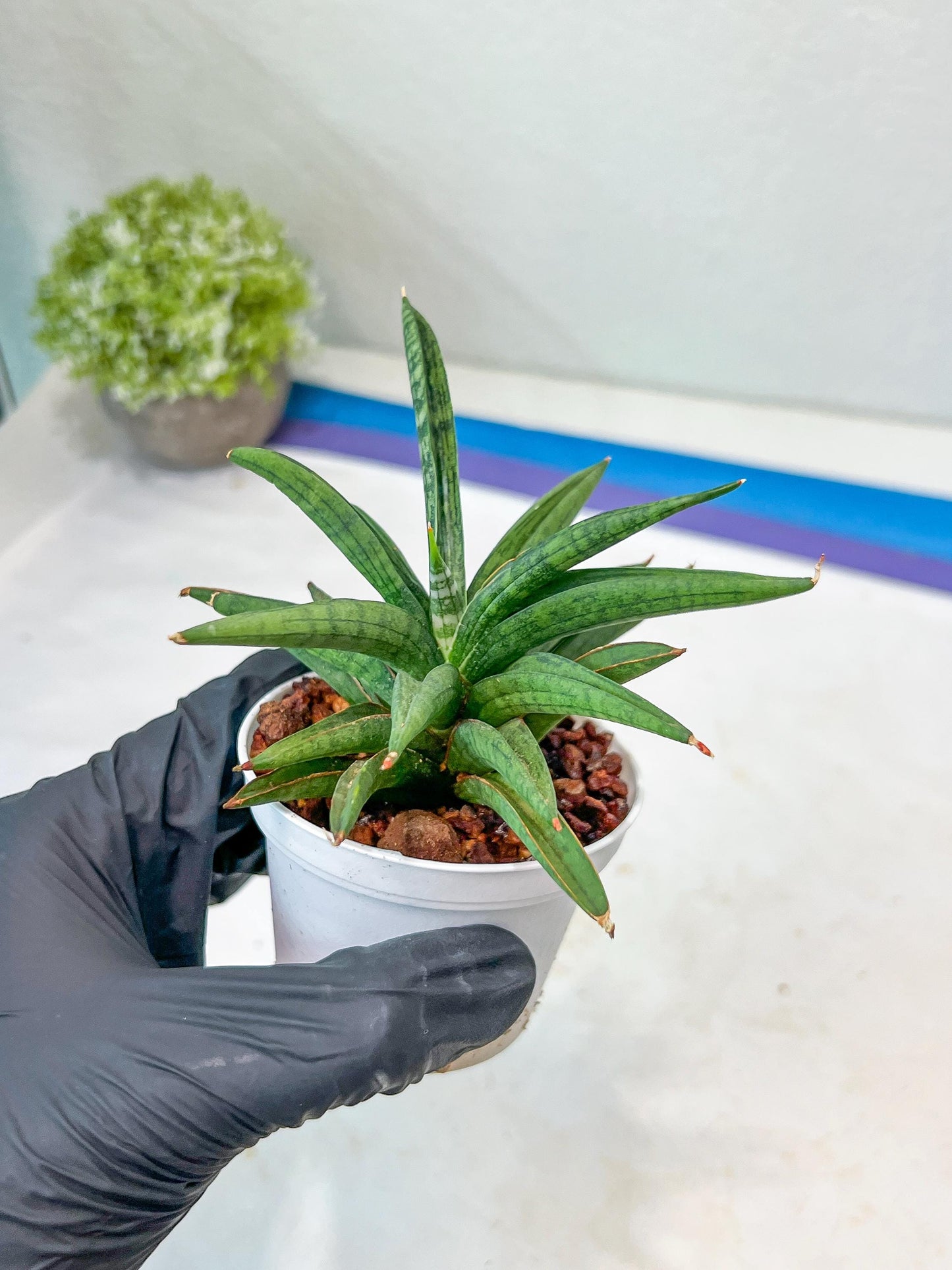 Sansevieria Thousand Blue (#AC26) | Rare Hybrids