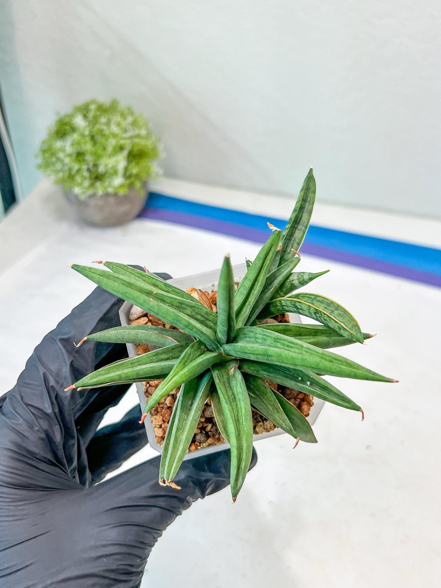 Sansevieria Thousand Blue (#AC26) | Rare Hybrids