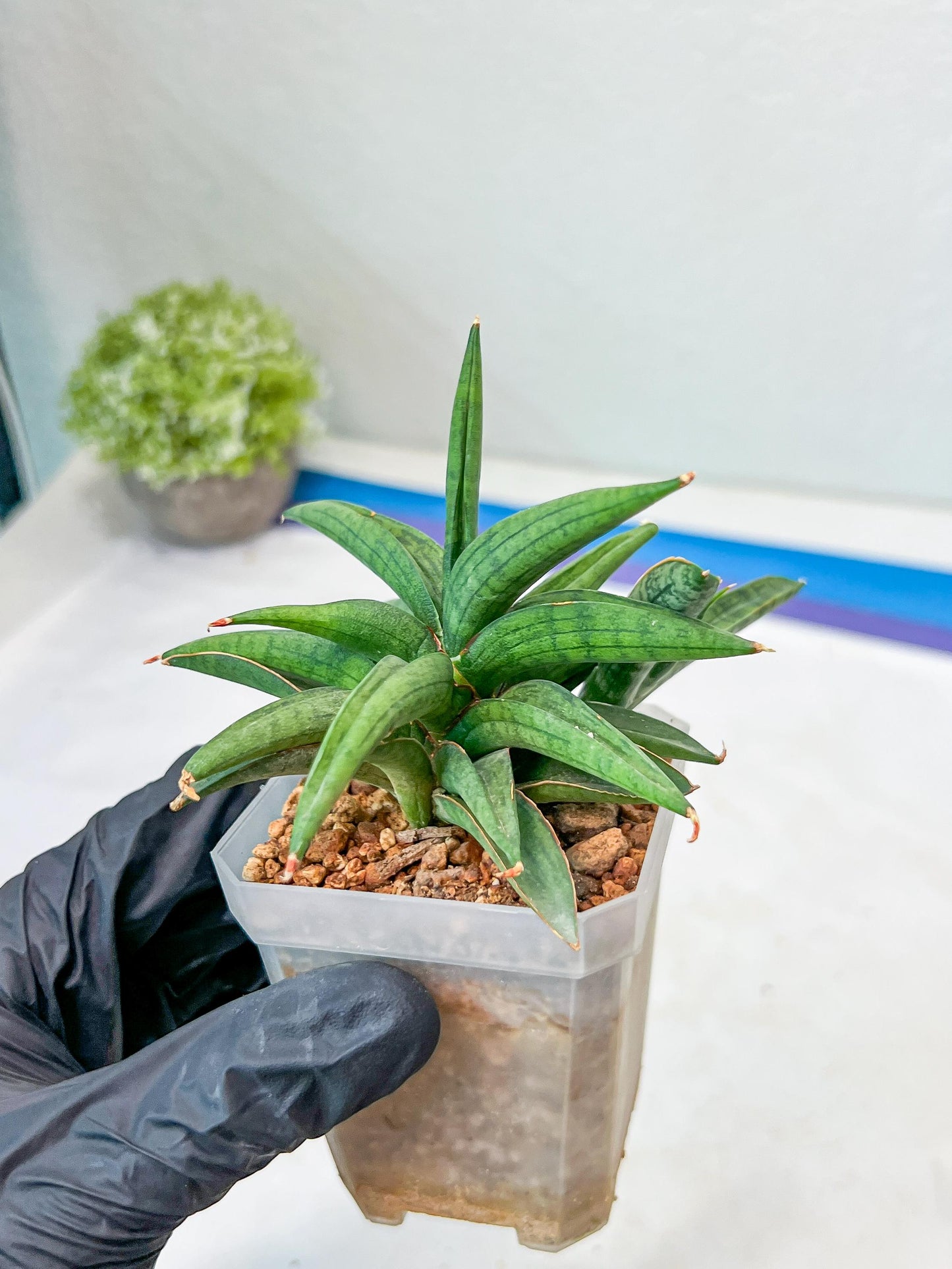 Sansevieria Thousand Blue (#AC26) | Rare Hybrids