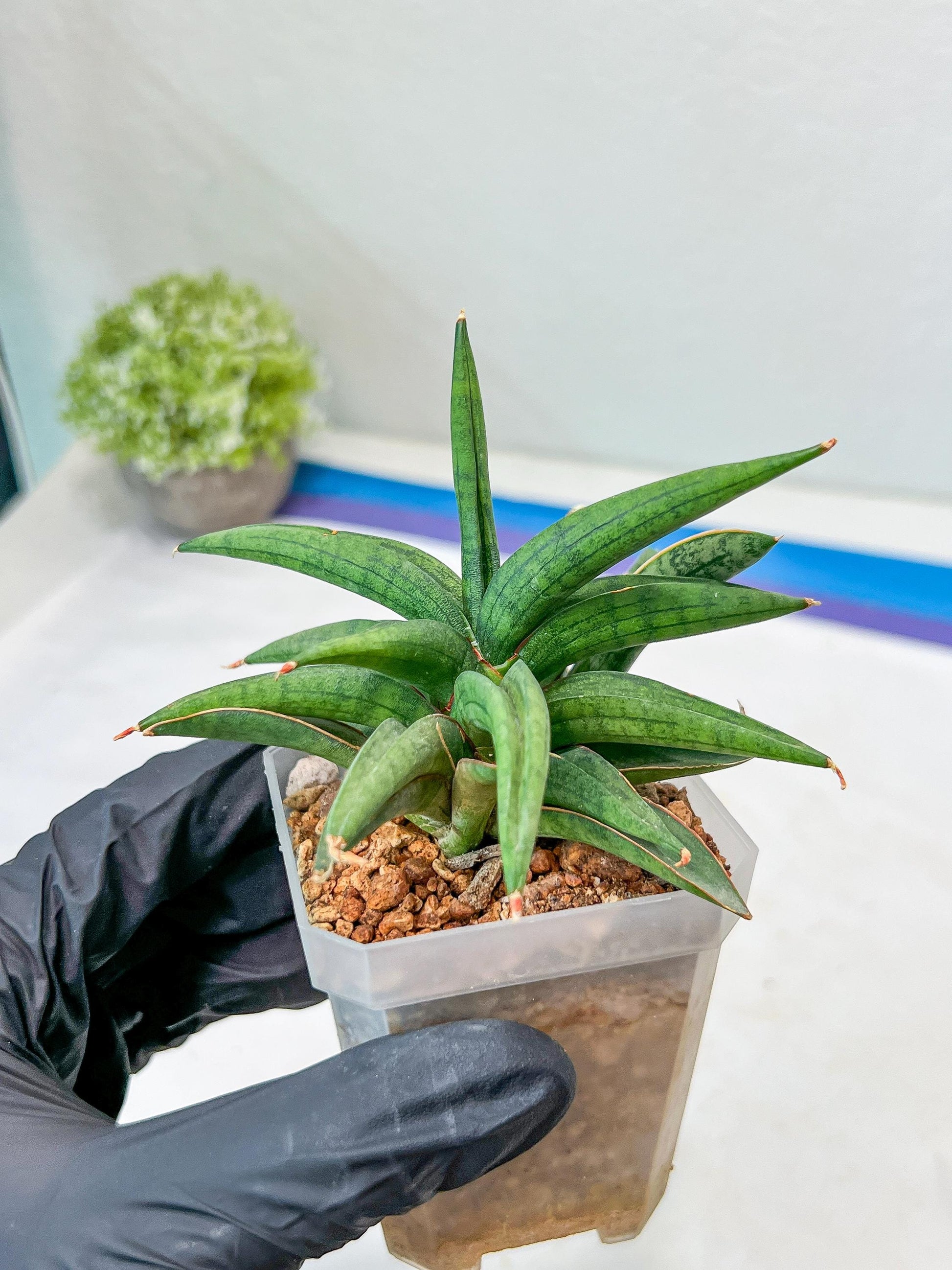 Sansevieria Thousand Blue (#AC26) | Rare Hybrids