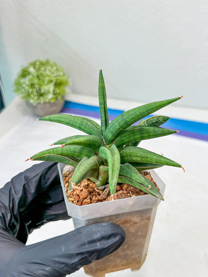 Sansevieria Thousand Blue (#AC26) | Rare Hybrids
