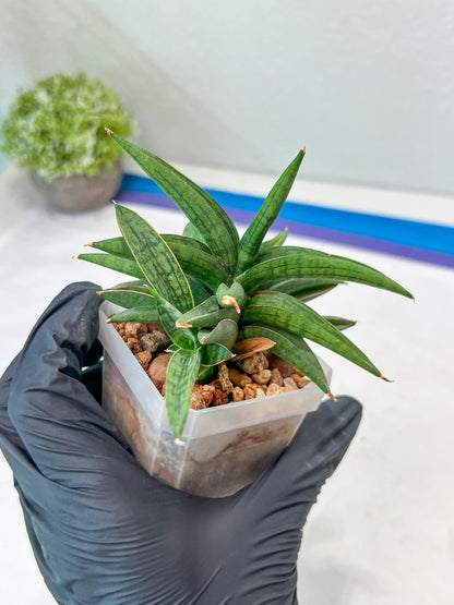 Sansevieria Thousand Blue (#AC26) | Rare Hybrids