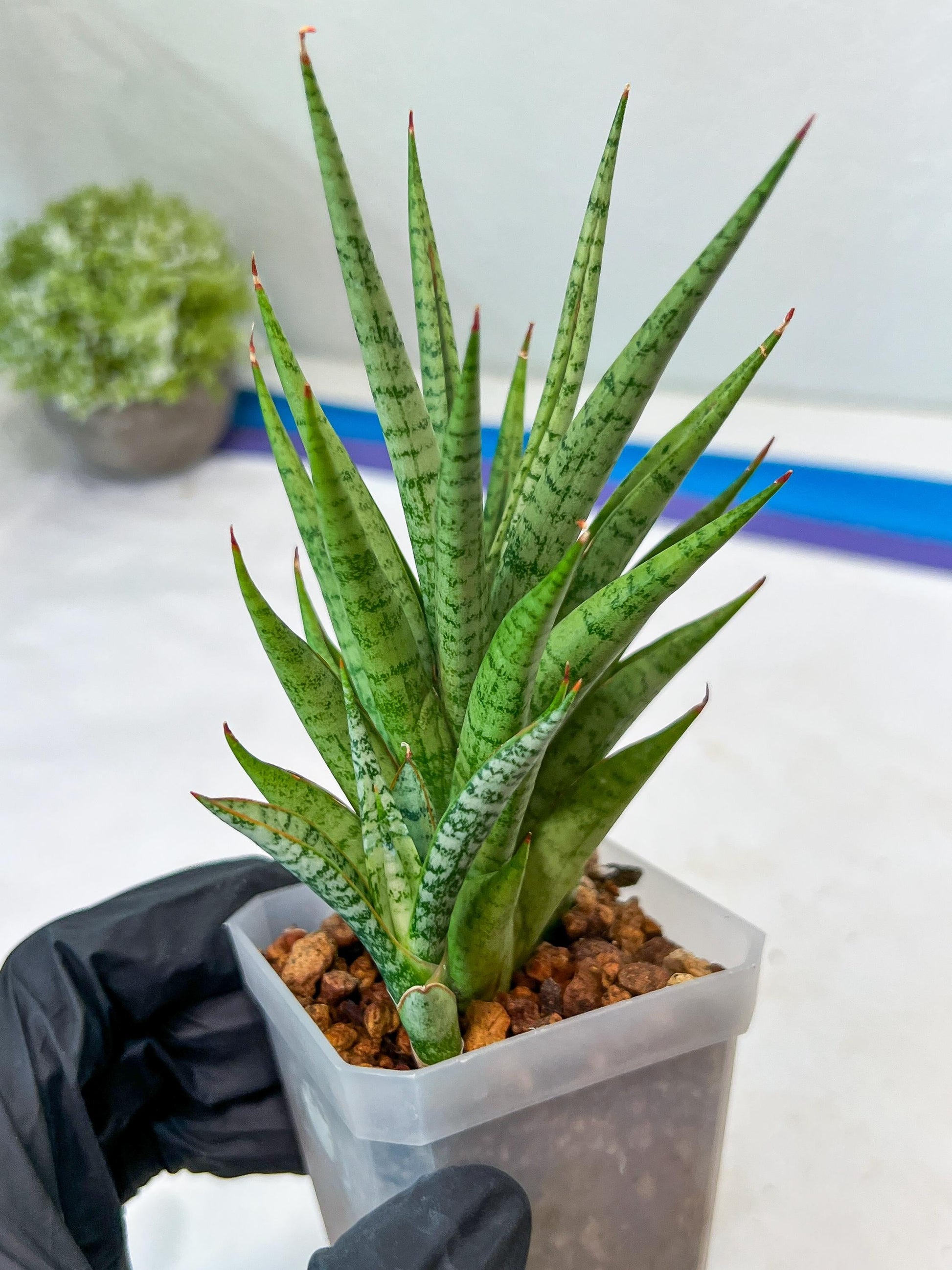 Sansevieria Epine Verte (#AC27) | Rare Exotic Flora