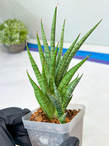 Sansevieria Epine Verte (#AC27) | Rare Exotic Flora