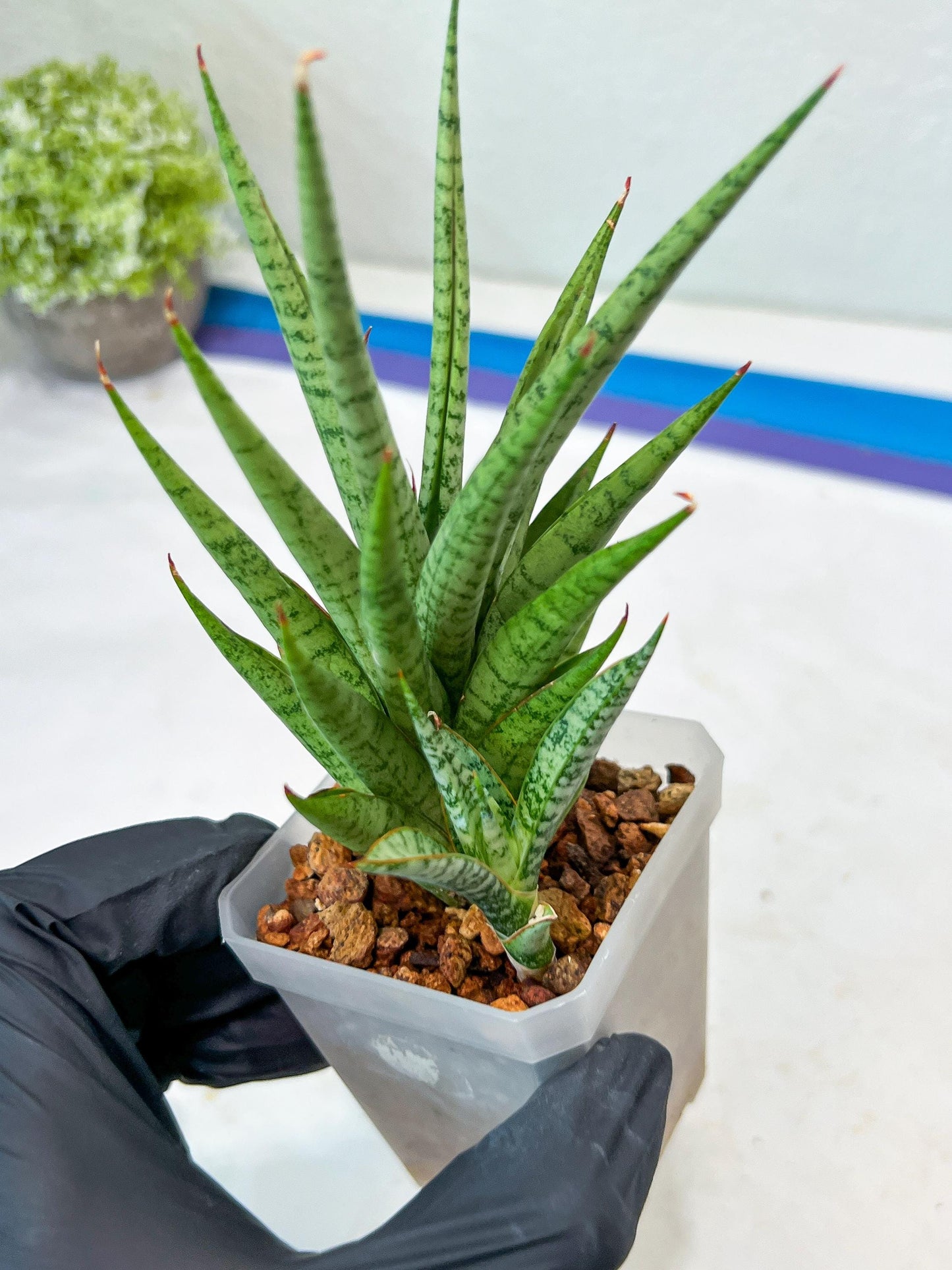 Sansevieria Epine Verte (#AC27) | Rare Exotic Flora