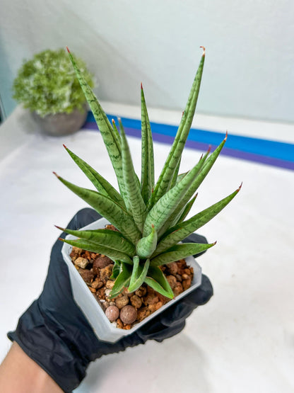 Sansevieria Epine Verte (#AC27) | Rare Exotic Flora