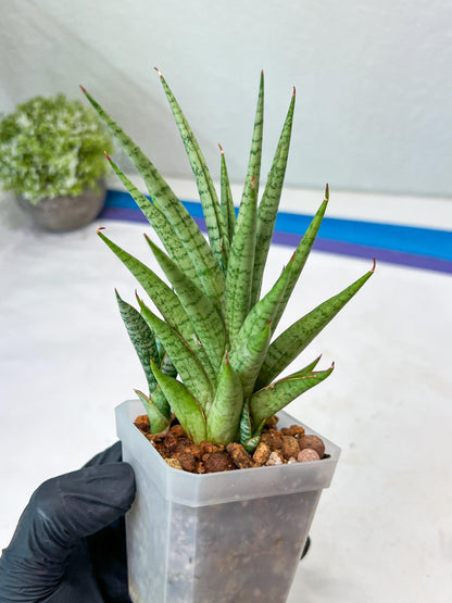 Sansevieria Epine Verte (#AC27) | Rare Exotic Flora