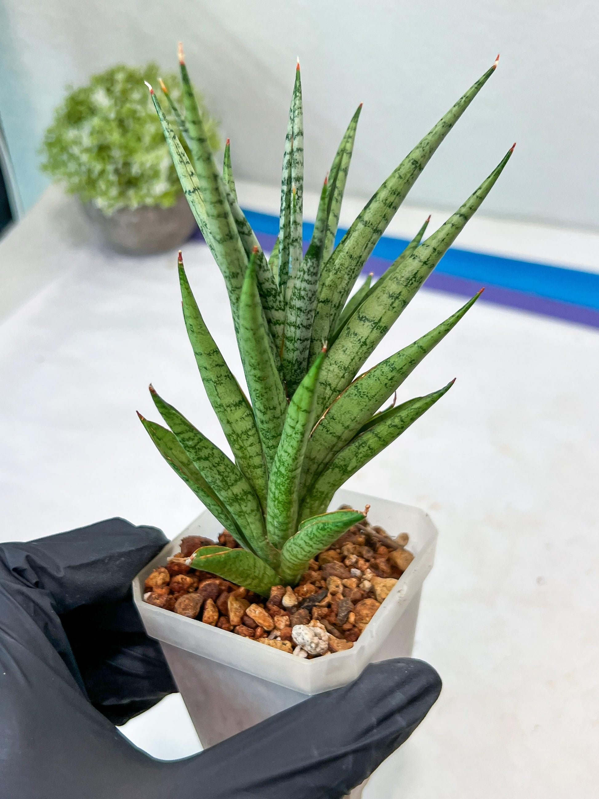 Sansevieria Epine Verte (#AC27) | Rare Exotic Flora